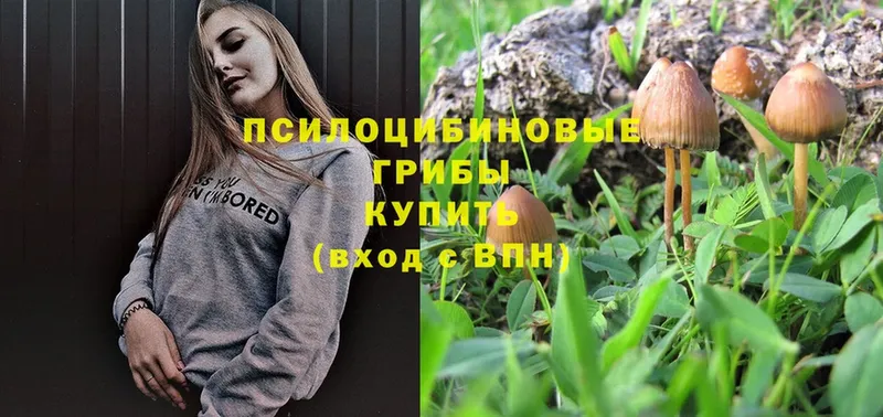 Псилоцибиновые грибы Psilocybe  как найти   Туймазы 