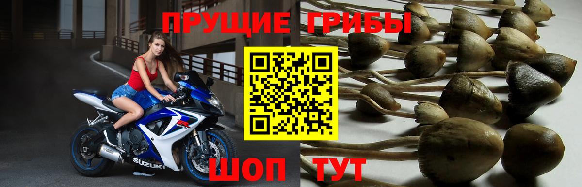 Псилоцибиновые грибы мицелий  Вход с VPN  Туймазы 